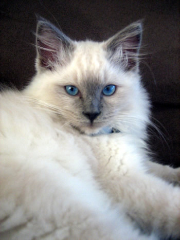 Ragdoll_Cat