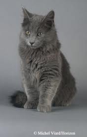 nebelung